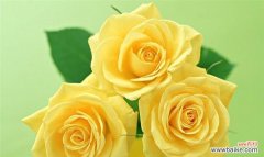 探索黄玫瑰的深层意义 黄玫瑰花语
