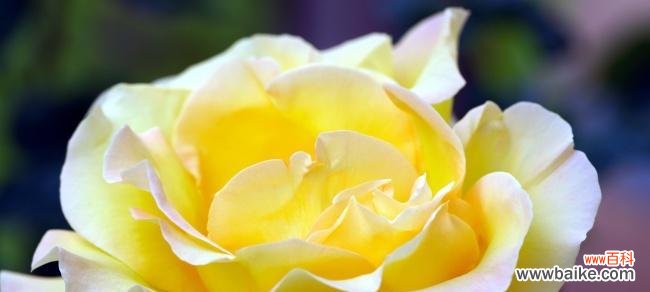 探寻黄玫瑰花的含义与象征意义 黄玫瑰花