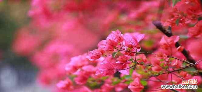 探索黄山市花杜鹃花的美丽内涵 黄山的市花-杜鹃花