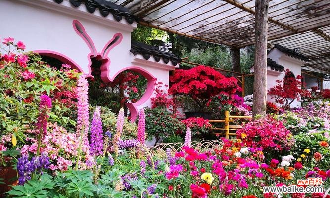 探索黄山市花杜鹃花的美丽内涵 黄山的市花-杜鹃花