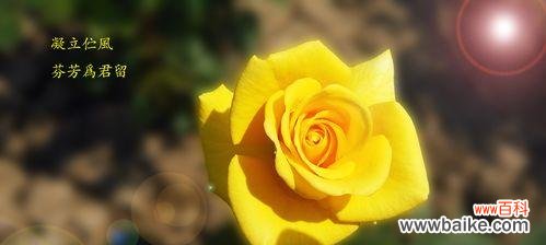 揭示黄色月季花的情感和文化寓意 黄色月季花的象征意义