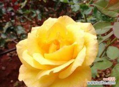 揭示黄色月季花的情感和文化寓意 黄色月季花的象征意义