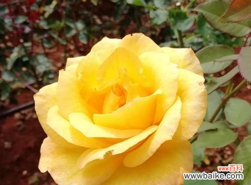 揭示黄色月季花的情感和文化寓意 黄色月季花的象征意义