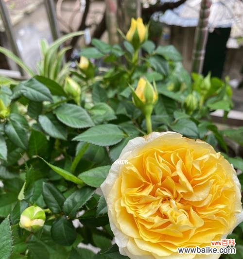 揭示黄色月季花的情感和文化寓意 黄色月季花的象征意义