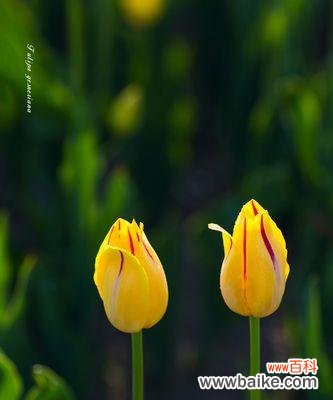 黄色郁金香的花语和寓意 黄色郁金香