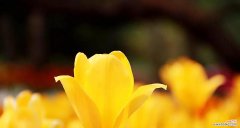 黄色郁金香的花语和寓意 黄色郁金香
