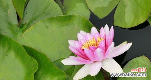 探寻黄色睡莲所传递的祝福与美好 黄色睡莲的花语与寓意