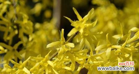 以连翘为主角 连翘的风水寓意与摆放位置