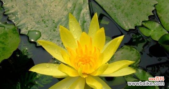 揭开莲蓬的神秘面纱 莲蓬的寓意和象征风水探秘