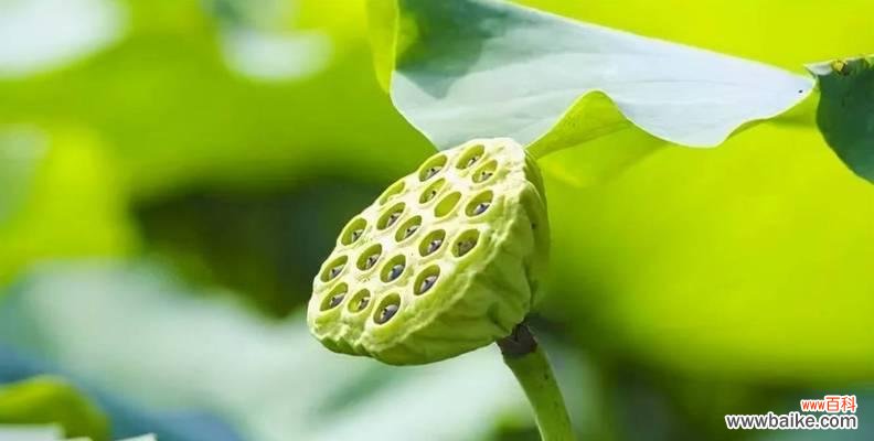 揭开莲蓬的神秘面纱 莲蓬的寓意和象征风水探秘