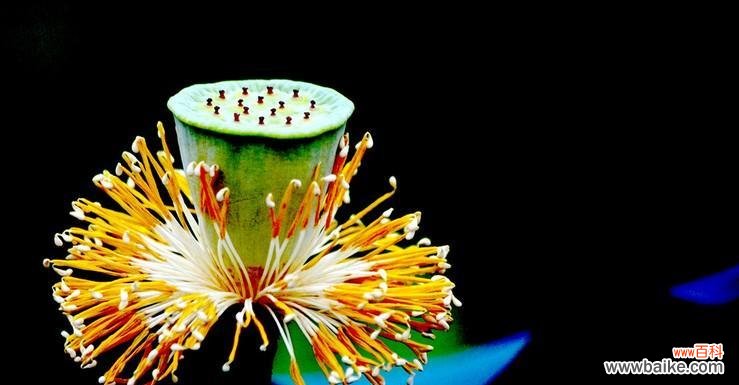 探索莲藕的深意 以莲藕的寓意和象征风水