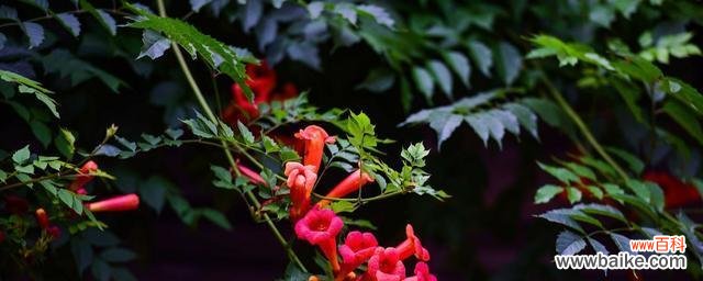 探寻凌霄花的奇幻传说与魅力 凌霄花的象征意义与美丽之谜