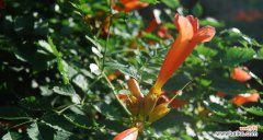 解读凌霄花风水寓意与作用 凌霄花风水之谜