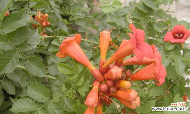 解读凌霄花风水寓意与作用 凌霄花风水之谜