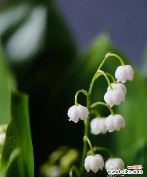 探寻铃兰花的花语及代表意义 铃兰花