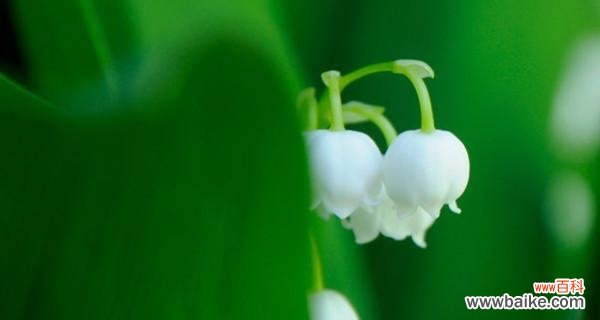 探寻铃兰花的花语及代表意义 铃兰花