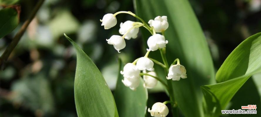 揭秘铃兰的神秘寓意 铃兰花语与寓意