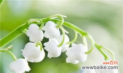 揭秘铃兰的神秘寓意 铃兰花语与寓意