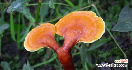 揭示灵芝的医疗及精神象征意义 灵芝——生命力与坚韧的象征