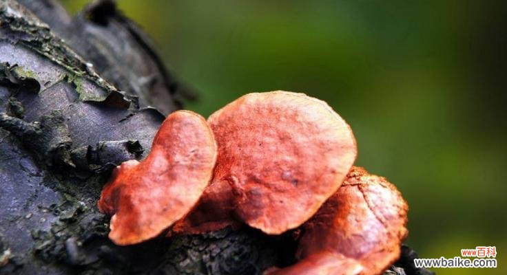 揭示灵芝的医疗及精神象征意义 灵芝——生命力与坚韧的象征