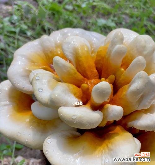 揭示灵芝的医疗及精神象征意义 灵芝——生命力与坚韧的象征