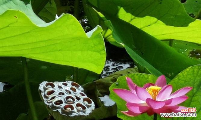 深入探究莲子的文化寓意和象征意义 莲子的象征意义与寓意