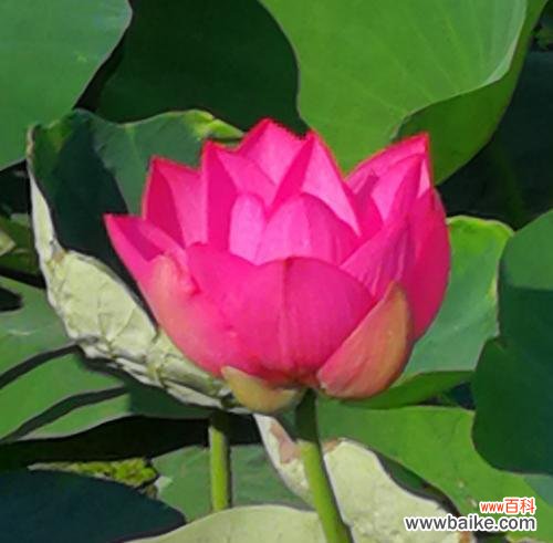 深入探究莲子的文化寓意和象征意义 莲子的象征意义与寓意