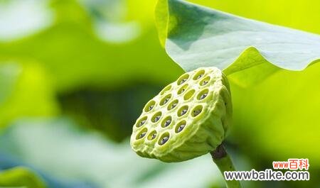 深入探究莲子的文化寓意和象征意义 莲子的象征意义与寓意