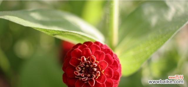 探索柳树开花的吉祥象征与助力风水布局的关键 柳树开花的风水寓意