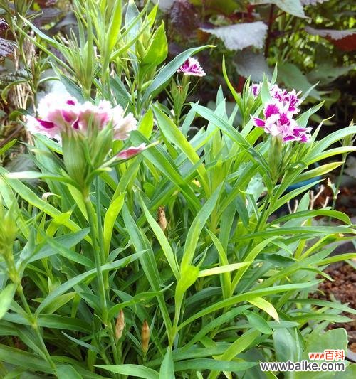 探索柳树开花的吉祥象征与助力风水布局的关键 柳树开花的风水寓意