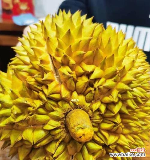 探索榴莲背后的文化和美食奇观 榴莲