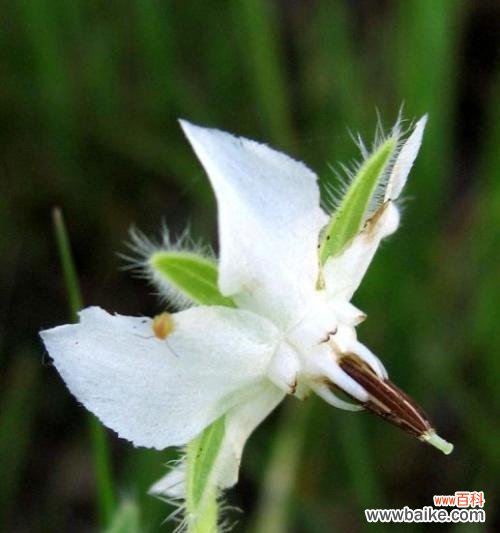 以琉璃苣的花语与寓意 以琉璃苣