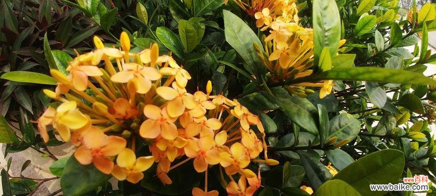 花卉风水中的龙船花 龙船花风水的深意与功能