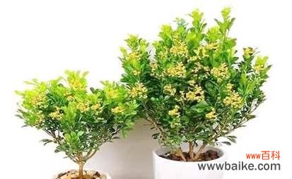 龙舌兰的神秘力量与传统象征 龙舌兰——寓意与象征风水