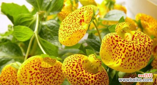 探索龙眼所代表的人生智慧和情感价值 龙眼花语的深意与象征意义