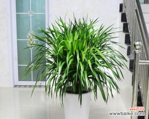 探索龙血树的神秘之道密钥 龙血树的寓意与风水摆放风水禁忌