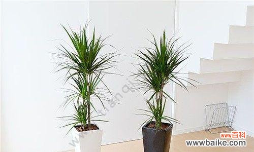 探索龙血树的神秘之道密钥 龙血树的寓意与风水摆放风水禁忌