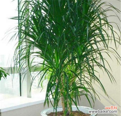 探索龙血树的神秘之道密钥 龙血树的寓意与风水摆放风水禁忌