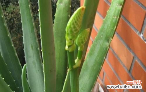 探索芦荟花的含义 芦荟花语的象征与寓意