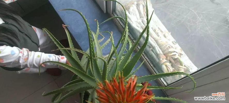 解读芦荟的吉祥寓意及在风水中的运用 芦荟的寓意与象征风水