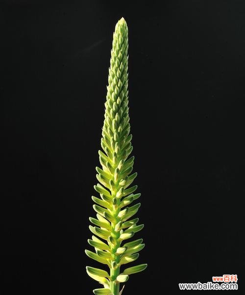 揭开芦荟的象征意义与疗效 芦荟的神奇力量