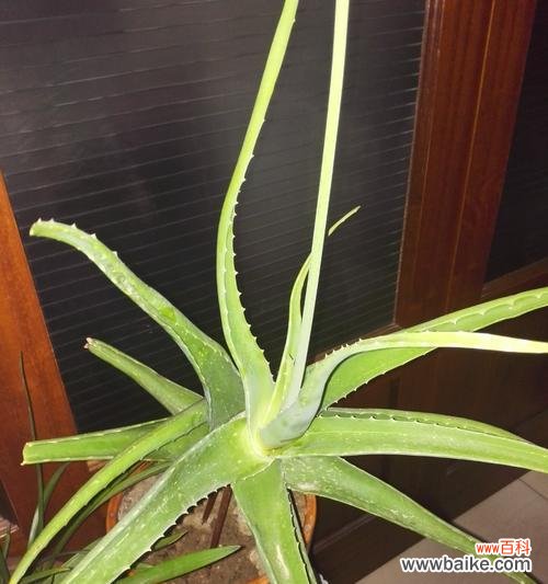 揭开芦荟的象征意义与疗效 芦荟的神奇力量