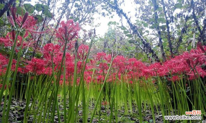 探索龙爪花在文化中的意义与象征 龙爪花的寓意和象征