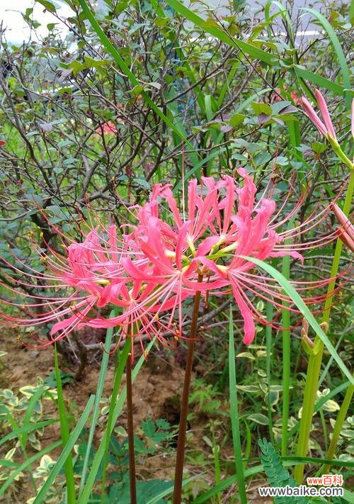 探索龙爪花在文化中的意义与象征 龙爪花的寓意和象征