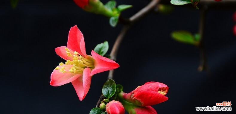 四季海棠花语的意义与象征 四季海棠花语