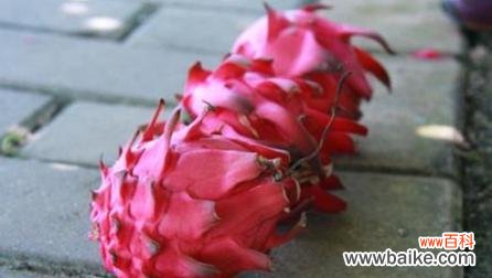 探寻火龙果背后的深意 火龙果的象征意义与祝福寓意