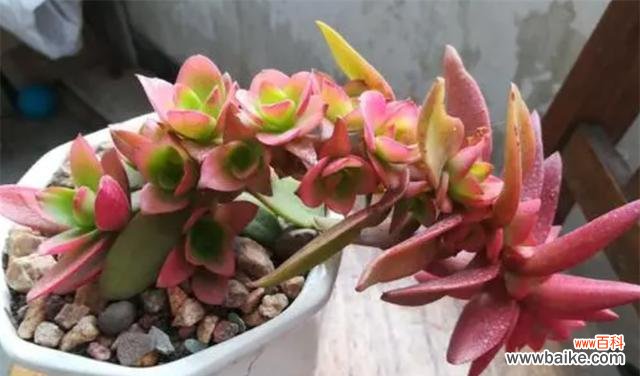 探寻火祭中花朵的深层含义 以火祭的花语和寓意