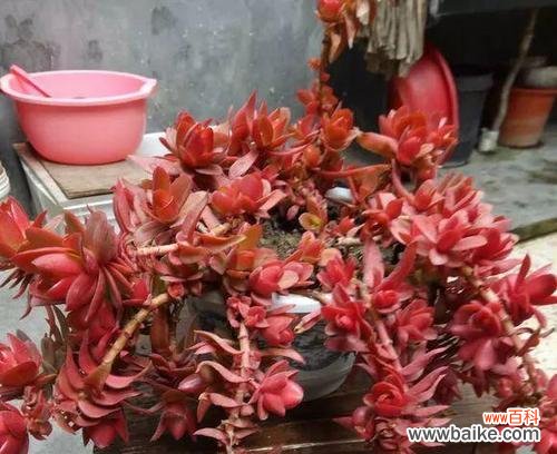 探寻火祭中花朵的深层含义 以火祭的花语和寓意