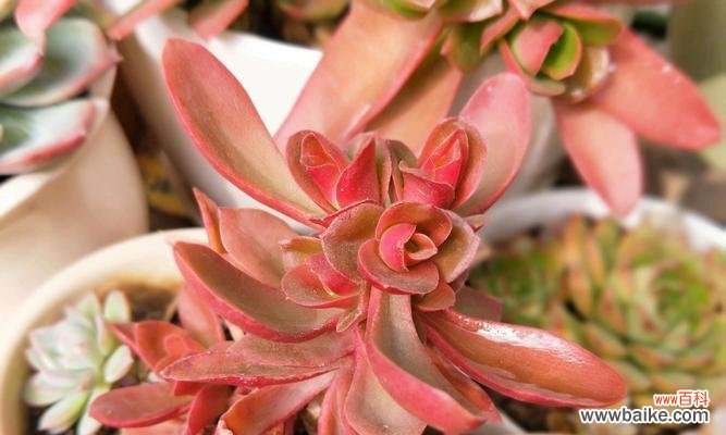 探寻火祭中花朵的深层含义 以火祭的花语和寓意