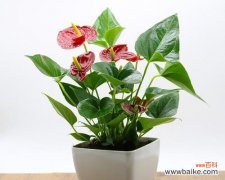 探究火鹤花的吉祥象征与适宜布置 火鹤花的风水寓意与摆放位置